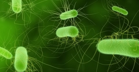 The recent outbreak of an E. coli infection in Germany has resulted in serious concerns about the potential appearance of a new deadly strain of bacteria. In response to this situation, and immediately after the reports of deaths, the University Medical Centre Hamburg-Eppendorf and BGI-Shenzhen began working together to sequence the bacterium and assess its human health risk. BGI-Shenzhen has just completed the sequence and carried out a preliminary analysis that shows the current infection...