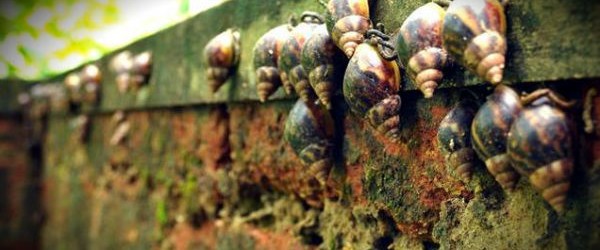 Southern Florida is in a panic over potential crop damage and plant diseases. The reason for this are the slimy gastropods. The US and Florida departments of agriculture have mobilized 34 agents to battle the invasion of African giant snails, up to 20 centimeters (eight inches) long making it the one of world’s largest snail species . US Fish & Wildlife Service is heading up an investigation into how the mollusks arrived. African snail can be up to 20 centimeters (eight...
