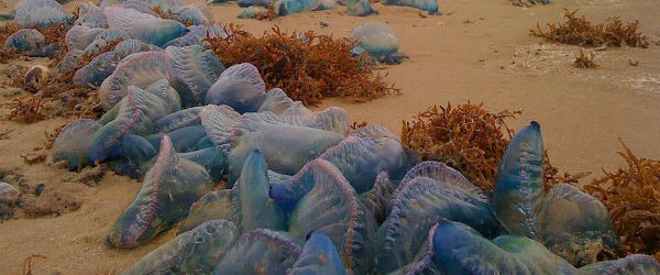 The Watchers Tweet Tweet Thousands of ocean dwellers that look like jellyfish  were seen washed ashore this weekend on the sands of the north end of South Padre Island in Texas. They have been identified as the Portuguese Man-of-War, a poisonous siphonophore. Officials points that it was a rare incident and is extremely uncommon in such large numbers. The concentration of jellyfish that was reported was in an isolated area several miles north of County Beach Access No. 6. The animals are...