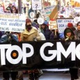 Monsanto’s efforts to dismiss new evidence linking its genetically modified (GM) corn to tumors has been thoroughly debunked in a public briefing by the food sustainability nonprofit Earth Open Source. “NK603 must be immediately withdrawn from the market and all GMOs must be subjected to long-term testing,” the briefing concludes. In a two-year study, a team of French researchers led by Professor Gilles-Eric Seralini found that rats fed Monsanto’s “Roundup Ready” corn developed significantly more tumors...
